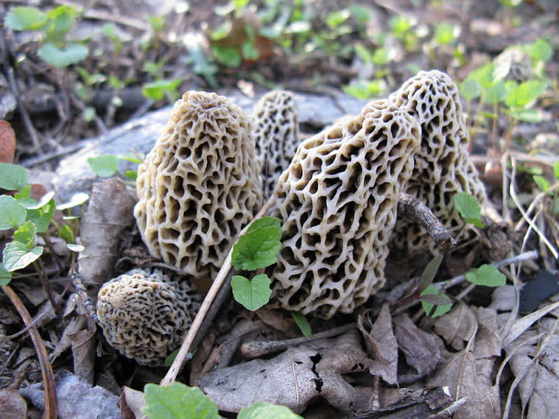 Will This Year Be the Best Yet for Morel Mushroom Hunters?