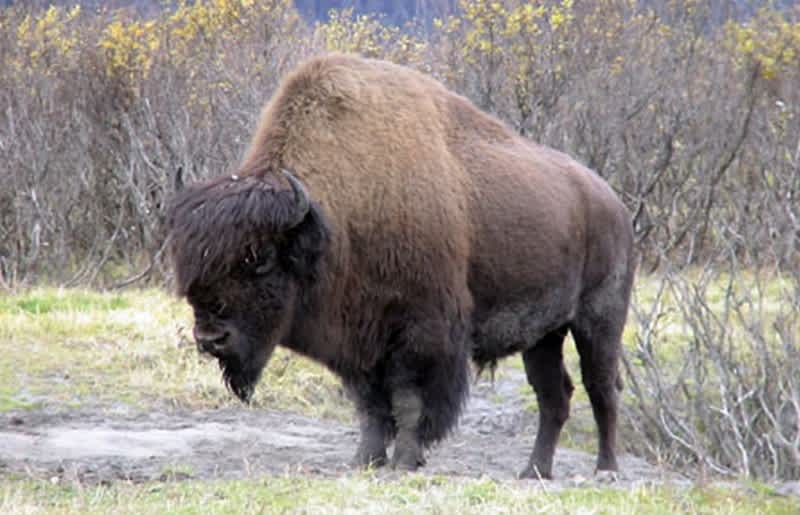 Wood Bison to Be Reintroduced to Alaska after 100-year Absence