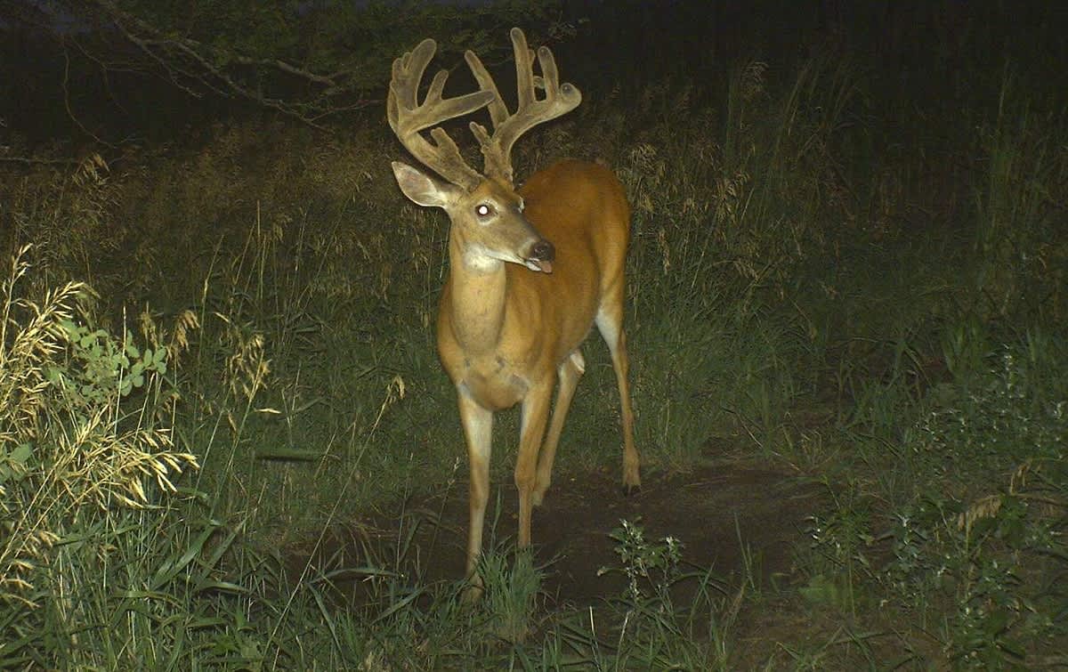 The Where, When, and Why of Year-round Trail Camera Placement