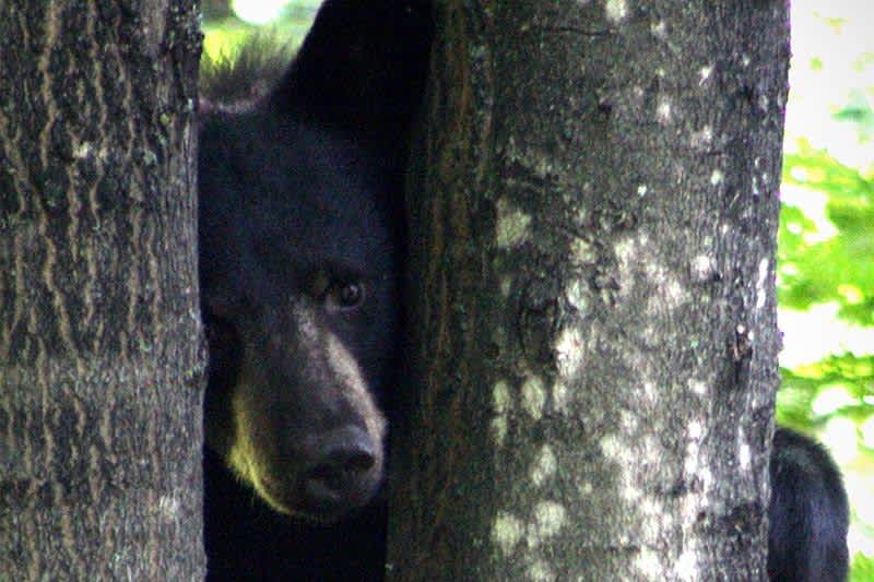 350-pound Black Bear Found Stuck Between Buildings in Pennsylvania
