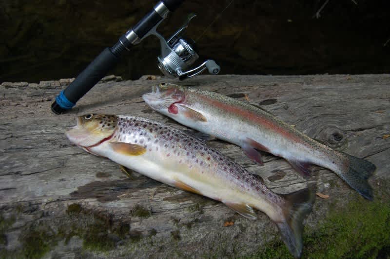 The 5 Best Michigan Trout Streams