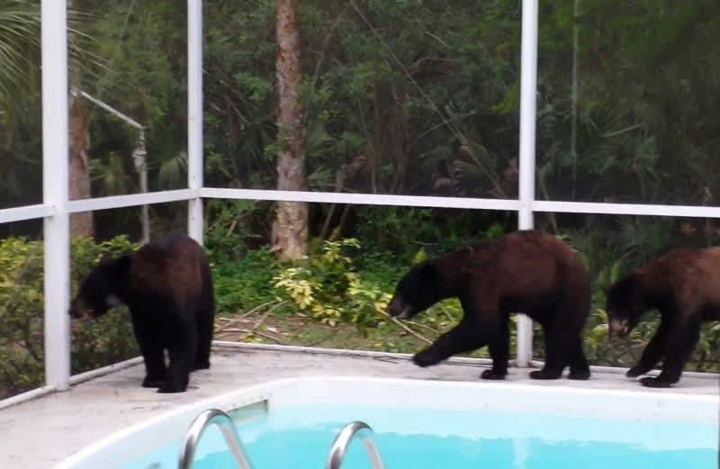 Video: Black Bears Break into Florida Homeowner’s Pool to Play