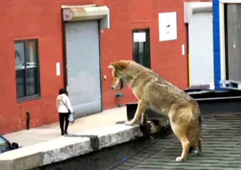 Coyote Found on Bar Roof in the Middle of New York City