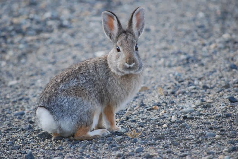 DEA Agent: Marijuana Cultivation Could Lead to “Stoned Rabbits” Unafraid of Humans