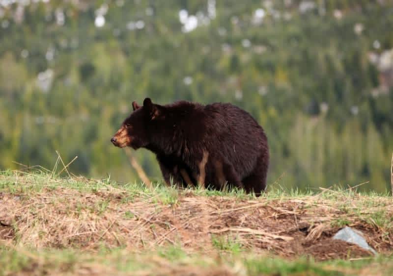 Expanded Season Leads to Record Bear Harvests in Southern New York