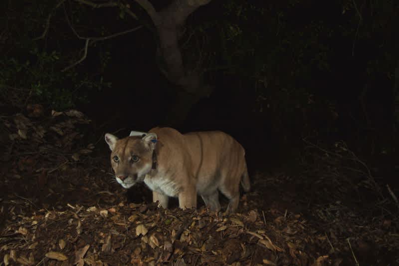 Famous Mountain Lion Trapped Underneath California Home