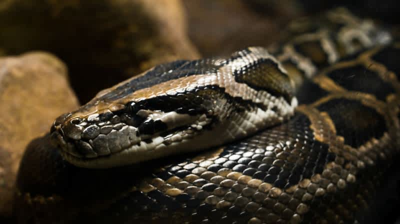 Florida Will Give Hunters Another Shot at Pythons in 2016