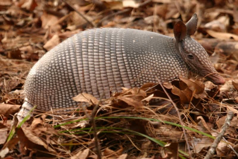 Man Shoots Armadillo, Bullet Ricochets and Hits Mother-in-law