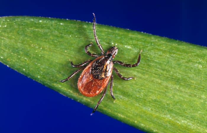 More Dangerous Than Lyme Disease? Deadly Tick-borne Powassan Virus Arrives in Connecticut