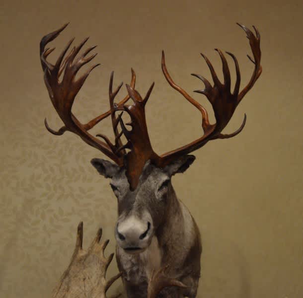 New World Record Woodland Caribou Confirmed, Wins Coveted Ishi Award