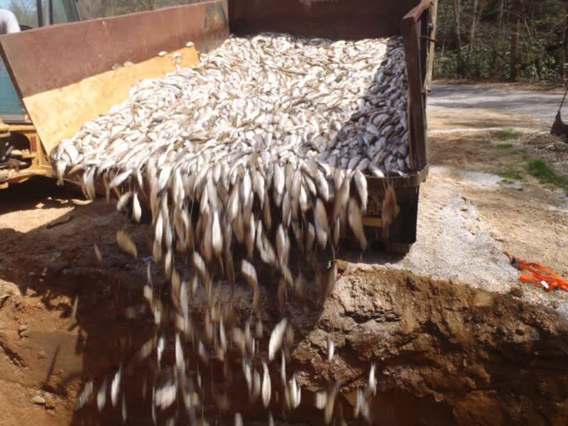 North Carolina Hatchery Maliciously Sabotaged, 150,000 Trout Suffocated
