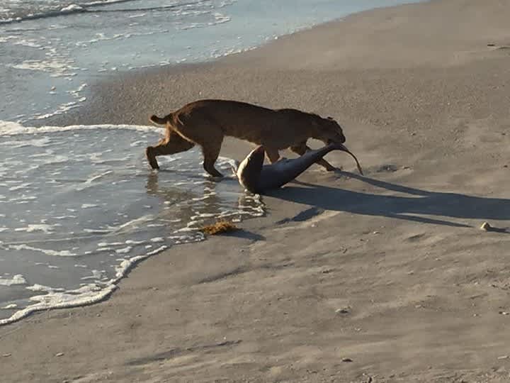 Photo: Florida Bobcat Pulls Shark Right Out of the Ocean