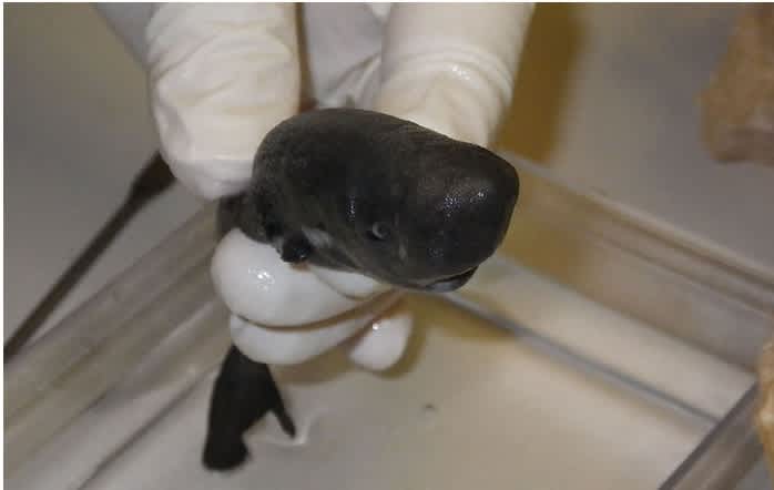 Scientists Identify Rare Pocket Shark, a Bizzare Mix of Shark and Kangaroo