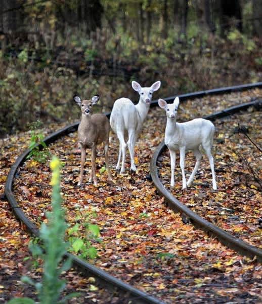 Seneca White Deer May Be Escaping Their Sanctuary in New York
