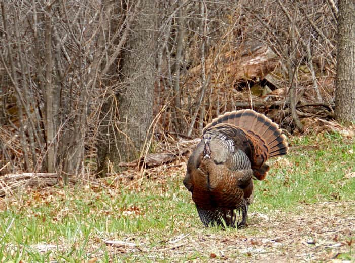 Strutting Hens: A Rare Sight in the Turkey Woods