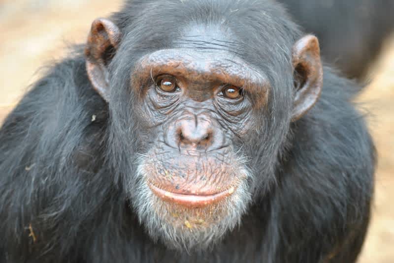 Study: Male Chimps Hunt Barehanded, Females More Likely to Use Spears
