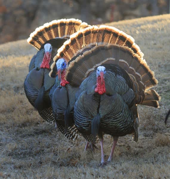 Turkey Hunters: Are You Prepared for Avian Flu?