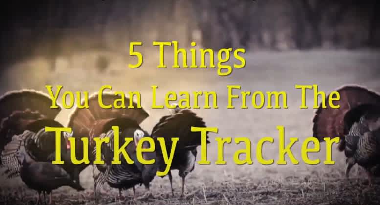 Video: 5 Things You Can Learn from Watching a Turkey Cam Livestream