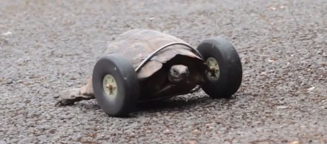 Video: 90-year-old Tortoise Gets Wheels for Legs Following Rat Attack