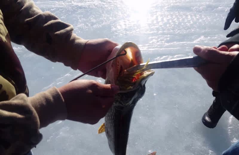 Video: Angler Finds Northern Pike Inside Larger, Cannibal Pike
