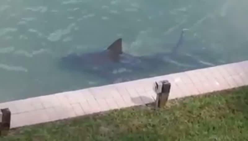 Video: Florida Man Discovers Shark in His Backyard