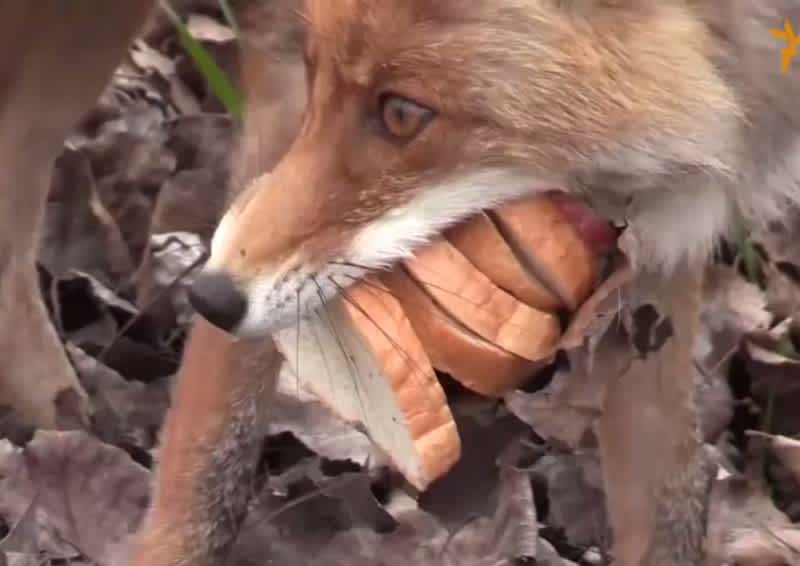 Video: This Fox in Chernobyl Makes a Better Sandwich Than You