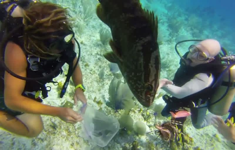 Video: Grouper Won’t Take No for an Answer