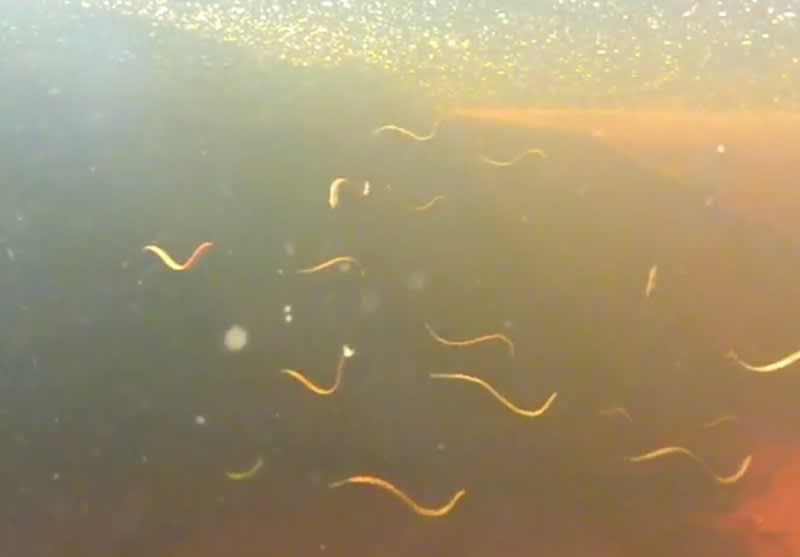 Video: Hate Leeches? Stay Away from This “Leech-nado”