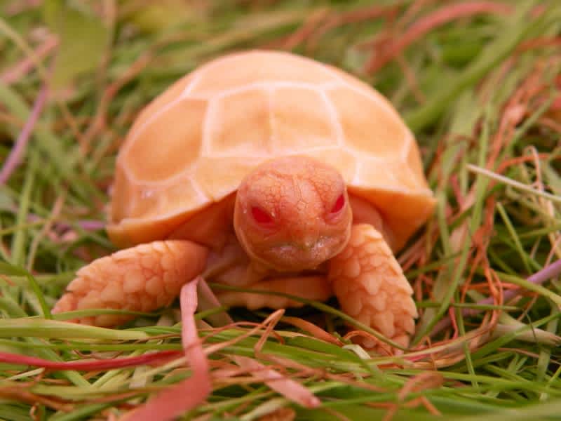 Video: Have You Ever Seen an Albino Tortoise?