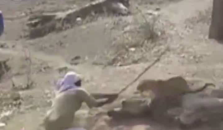 Video: Indian Forest Warden Fights Off Leopard with Stick