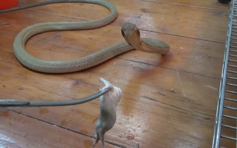 Video: King Cobra Goes on Rampage after Being Offered Mouse