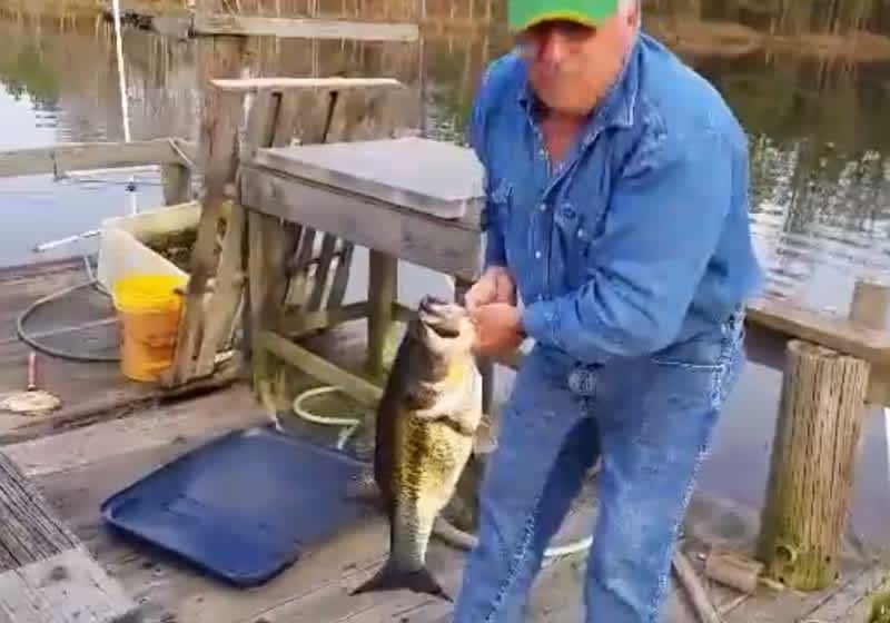 Video: Man Catches Giant Bass with Just His Hands