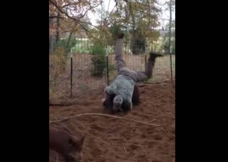 Video: Man Wrestling Wild Hog Gets Flipped on His Back