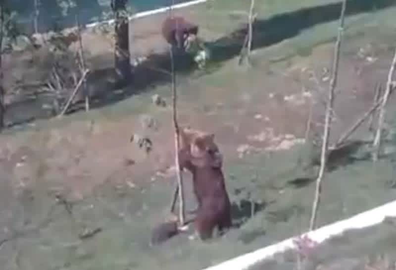 Video: Momma Bear Breaks Tree to Rescue Cub