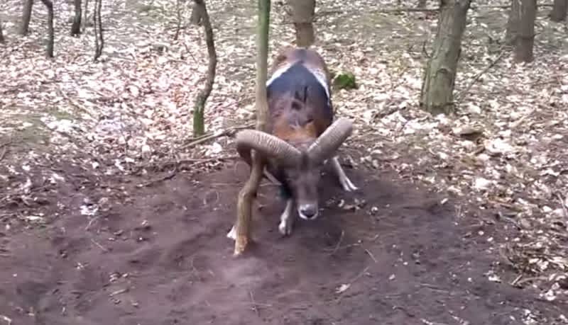Video: Polish Man Rescues Wild Sheep Wrapped up in Tree