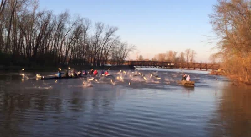 Video: Rowing Team Gets “Attacked” by Asian Carp