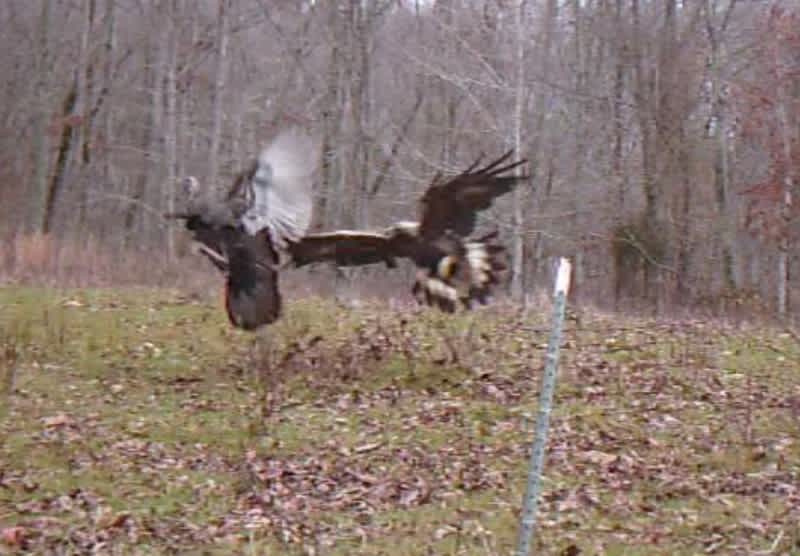 Video: Tennessee Turkey Narrowly Dodges Attacking Eagle