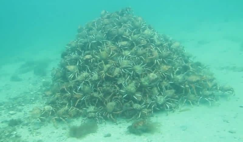 Video: This Spider Crab Pyramid Will Make Your Skin Crawl