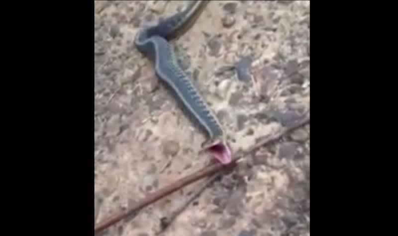 Video: Trapped Snake “Thanks” Rescuers with Regurgitated Frog