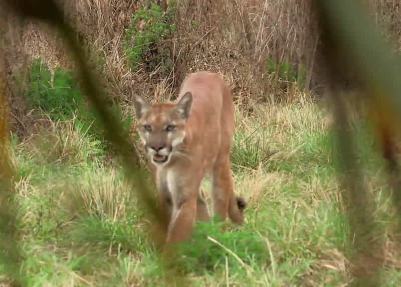 Video: Turkey Hunters Spot Ultra-rare Florida Panther in the Wild