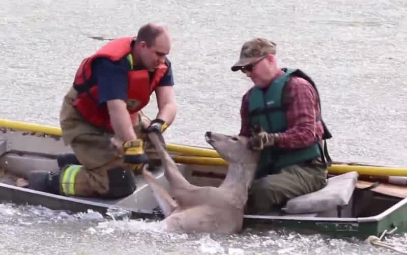 Video: Two Men Drag Their Way Across Frozen River to Rescue Deer