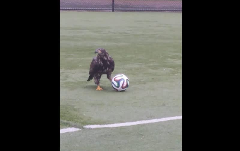 Video: Eagle Has a Good Time Playing Soccer