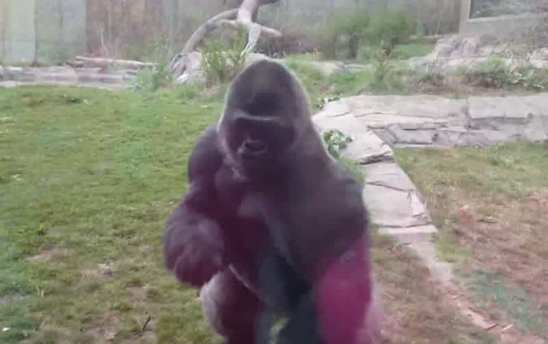 Video: When You Realize That 3 Inches of Glass Separate You from an Angry Gorilla