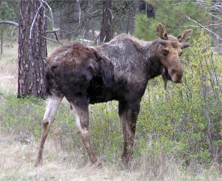 Warm Winter Results in Tick Infestation, “Ghost Moose” in Idaho