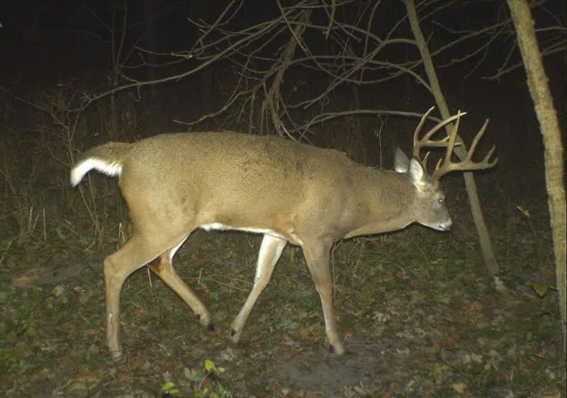 The Where, When, and Why of Whitetail Travel Patterns