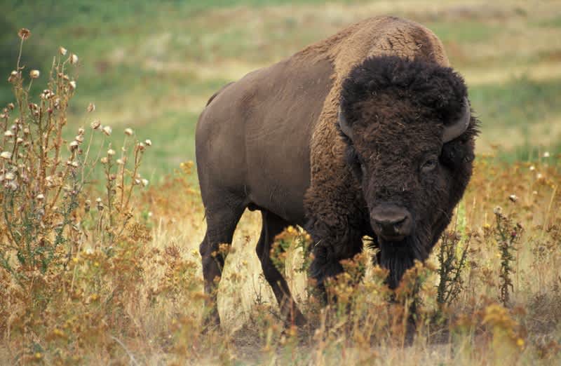 16-year-old Exchange Student Gored by Bison in Yellowstone