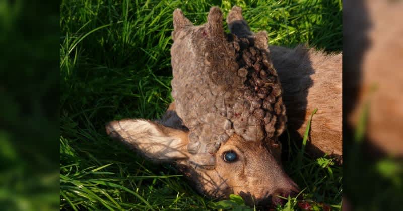 7 Freaky Examples of “Cactus Buck” Syndrome
