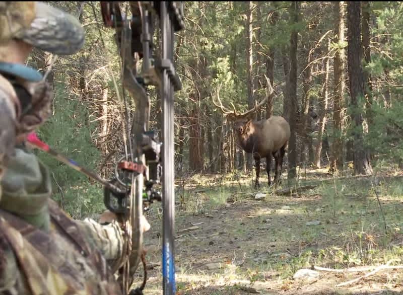 9 of the Closest Elk Bowhunts You Will Ever See
