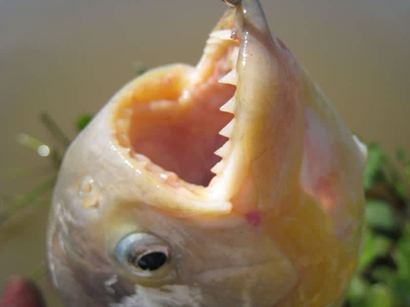 Arkansas Angler Catches Piranha, Nearly Loses Finger