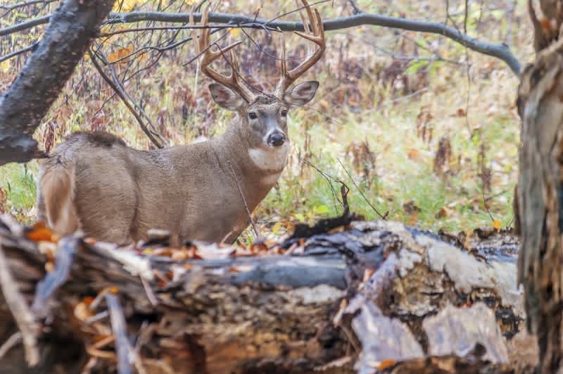 Can Boone and Crockett Club Stats Lead You to a Trophy Whitetail?